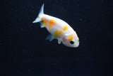 Baby Ranchu  Calico 2.5 Inch (ID#1025R9c-46) Free2Day SHIPPING