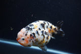 Jumbo Ranchu  Calico 5 Inch (ID#0113R14a-111)