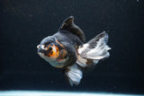 Thai Oranda  Tricolor 5.5 Inch (ID#1119To6c-112)