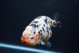 Jumbo Ranchu  Calico 5 Inch (ID#0113R14a-111)