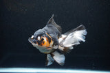 Thai Oranda  Tricolor 5.5 Inch (ID#1119To6c-112)