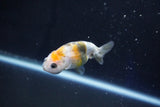 Baby Ranchu  Calico 2.5 Inch (ID#1025R9c-47) Free2Day SHIPPING