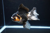 Thai Oranda  Tricolor 5.5 Inch (ID#1119To6c-112)