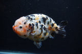 Jumbo Ranchu  Calico 5 Inch (ID#0113R14a-111)