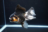 Thai Oranda  Tricolor 5.5 Inch (ID#1119To6c-112)