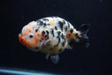 Jumbo Ranchu  Calico 5 Inch (ID#0113R14a-111)