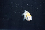 Baby Ranchu  Calico 2.5 Inch (ID#1025R9c-47) Free2Day SHIPPING