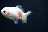 Yuan Bao Oranda  Calico 3.5 Inch (ID#809Yb10b-18) Free2Day SHIPPING