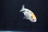 Baby Ranchu  Calico 2.5 Inch (ID#1025R9c-47) Free2Day SHIPPING