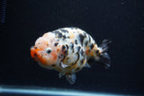 Jumbo Ranchu  Calico 5 Inch (ID#0113R14a-111)