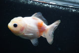 Yuan Bao Oranda  Calico 3.5 Inch (ID#809Yb10b-18) Free2Day SHIPPING