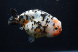 Jumbo Ranchu  Calico 5 Inch (ID#0113R14a-111)