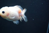 Yuan Bao Oranda  Calico 3.5 Inch (ID#809Yb10b-18) Free2Day SHIPPING