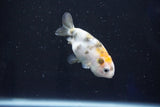 Baby Ranchu  Calico 2.5 Inch (ID#1025R9c-47) Free2Day SHIPPING