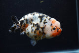 Jumbo Ranchu  Calico 5 Inch (ID#0113R14a-111)