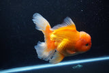 Thai Oranda  Red White 6.5 Inch (ID#1119To6c-113)