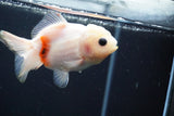 Yuan Bao Oranda  Calico 3.5 Inch (ID#809Yb10b-18) Free2Day SHIPPING