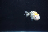 Baby Ranchu  Calico 2.5 Inch (ID#1025R9c-47) Free2Day SHIPPING