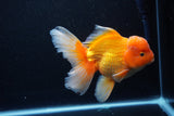 Thai Oranda  Red White 6.5 Inch (ID#1119To6c-113)