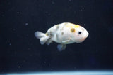 Baby Ranchu  Calico 2.5 Inch (ID#1025R9c-47) Free2Day SHIPPING