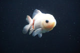 Yuan Bao Oranda  Calico 3.5 Inch (ID#809Yb10b-18) Free2Day SHIPPING