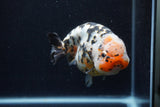 Jumbo Ranchu  Calico 5 Inch (ID#0113R14a-111)