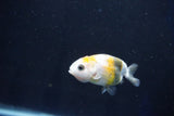 Baby Ranchu  Calico 2.5 Inch (ID#1025R9c-47) Free2Day SHIPPING