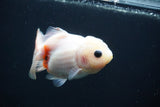 Yuan Bao Oranda  Calico 3.5 Inch (ID#809Yb10b-18) Free2Day SHIPPING