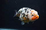 Jumbo Ranchu  Calico 5 Inch (ID#0113R14a-111)