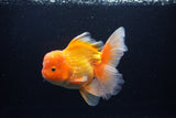 Thai Oranda  Red White 6.5 Inch (ID#1119To6c-113)