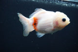 Yuan Bao Oranda  Calico 3.5 Inch (ID#809Yb10b-18) Free2Day SHIPPING