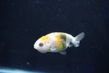 Baby Ranchu  Calico 2.5 Inch (ID#1025R9c-47) Free2Day SHIPPING