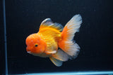 Thai Oranda  Red White 6.5 Inch (ID#1119To6c-113)