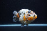 Jumbo Ranchu  Calico 4.5 Inch (ID#0110R14a-112)