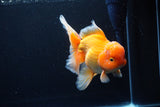 Thai Oranda  Red White 6.5 Inch (ID#1119To6c-113)