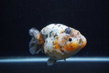 Jumbo Ranchu  Calico 4.5 Inch (ID#0110R14a-112)