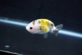 Baby Ranchu  Calico 2.5 Inch (ID#1025R9c-48) Free2Day SHIPPING