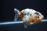 Jumbo Ranchu  Calico 4.5 Inch (ID#0110R14a-112)