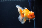 Thai Oranda  Red White 6.5 Inch (ID#1119To6c-113)