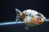 Jumbo Ranchu  Calico 4.5 Inch (ID#0110R14a-112)