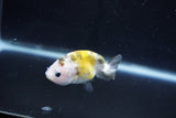 Baby Ranchu  Calico 2.5 Inch (ID#1025R9c-48) Free2Day SHIPPING