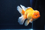 Thai Oranda  Red White 6.5 Inch (ID#1119To6c-113)