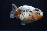 Jumbo Ranchu  Calico 4.5 Inch (ID#0110R14a-112)