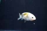 Baby Ranchu  Calico 2.5 Inch (ID#1025R9c-48) Free2Day SHIPPING