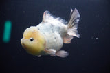 Juvenile Lionchu  Red White 3.5 Inch (ID#318R11a-16) Free2Day SHIPPING