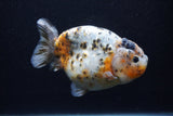 Jumbo Ranchu  Calico 4.5 Inch (ID#0110R14a-112)