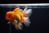 Thai Oranda  Red White 6.5 Inch (ID#1119To6c-113)