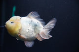 Juvenile Lionchu  Red White 3.5 Inch (ID#318R11a-16) Free2Day SHIPPING