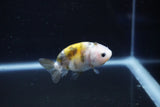 Baby Ranchu  Calico 2.5 Inch (ID#1025R9c-48) Free2Day SHIPPING