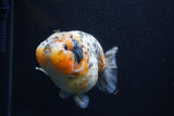 Jumbo Ranchu  Calico 4.5 Inch (ID#0110R14a-112)